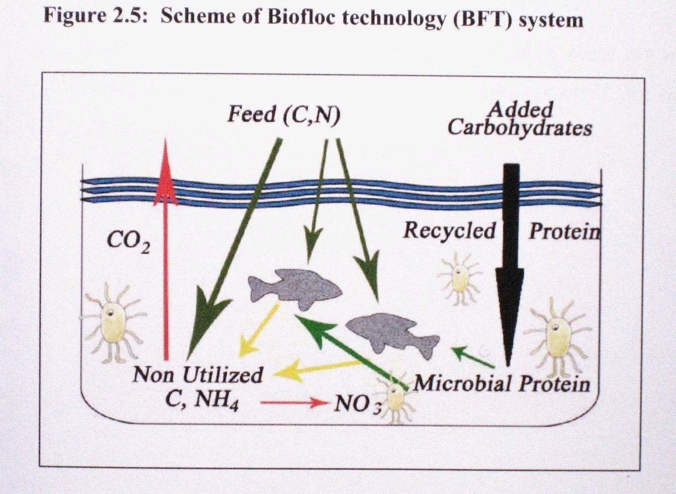 バイオフロック Biofloc ” ユニークな水産養殖技術紹介: 九州